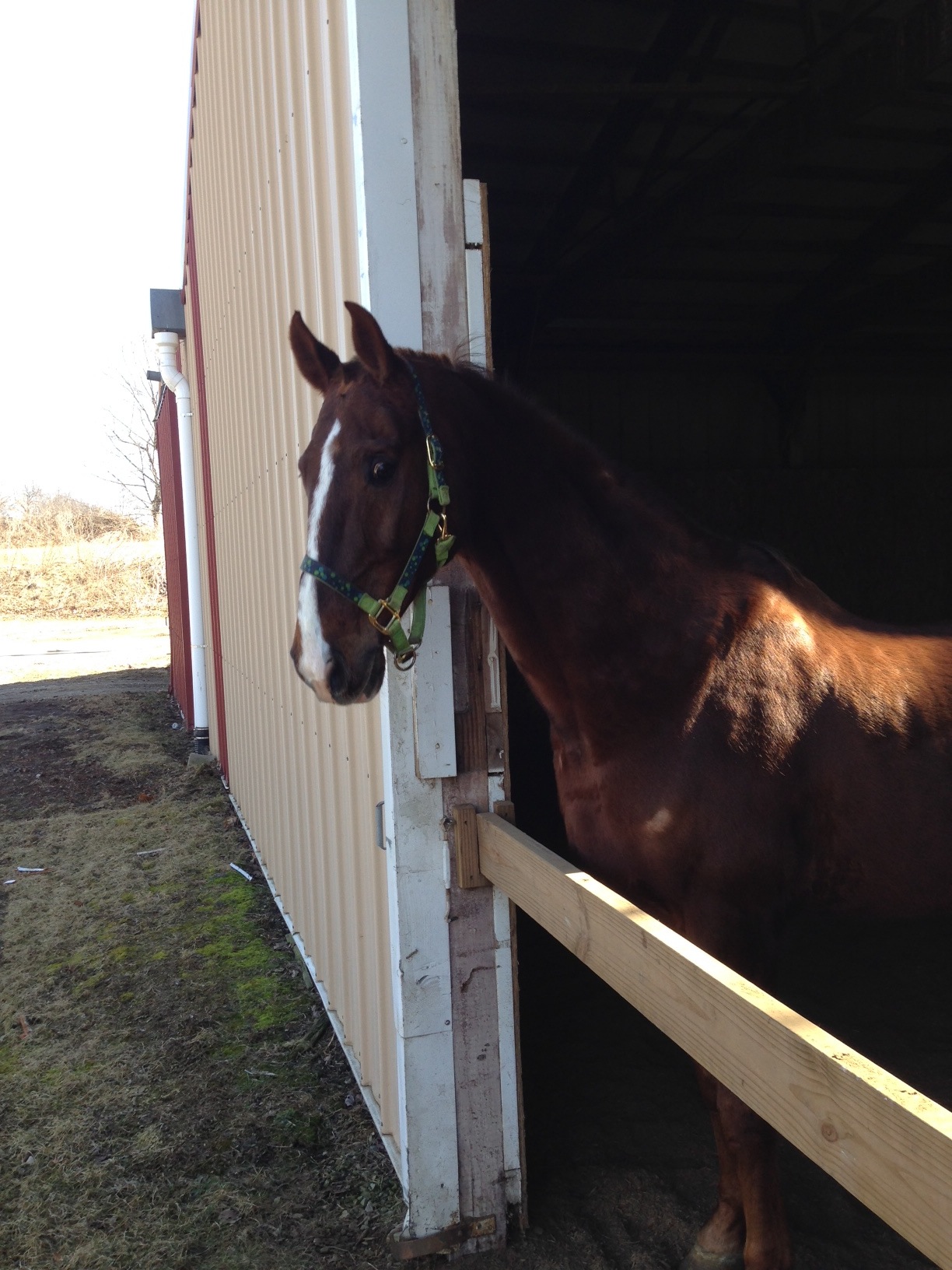 Slider is enjoying the spring weather and is even beginning to shed.