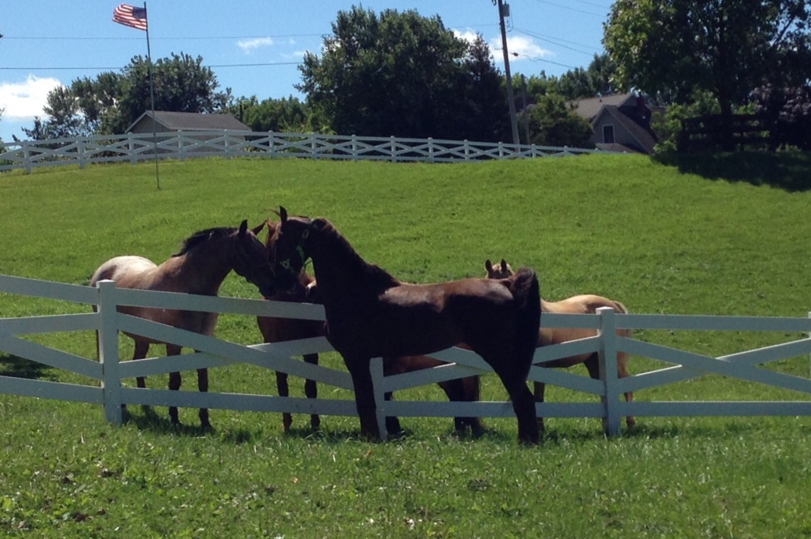 Slider meeting the lesson horses.