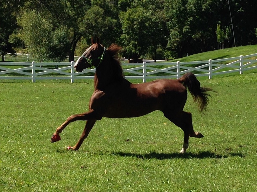 Once Slider realized he was outside to play, he had a blast!