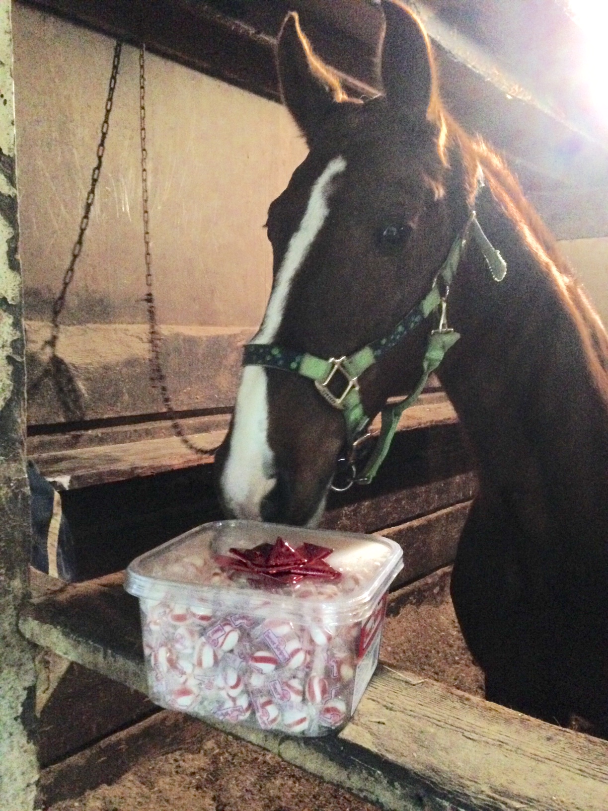 Slider and his Christmas present.