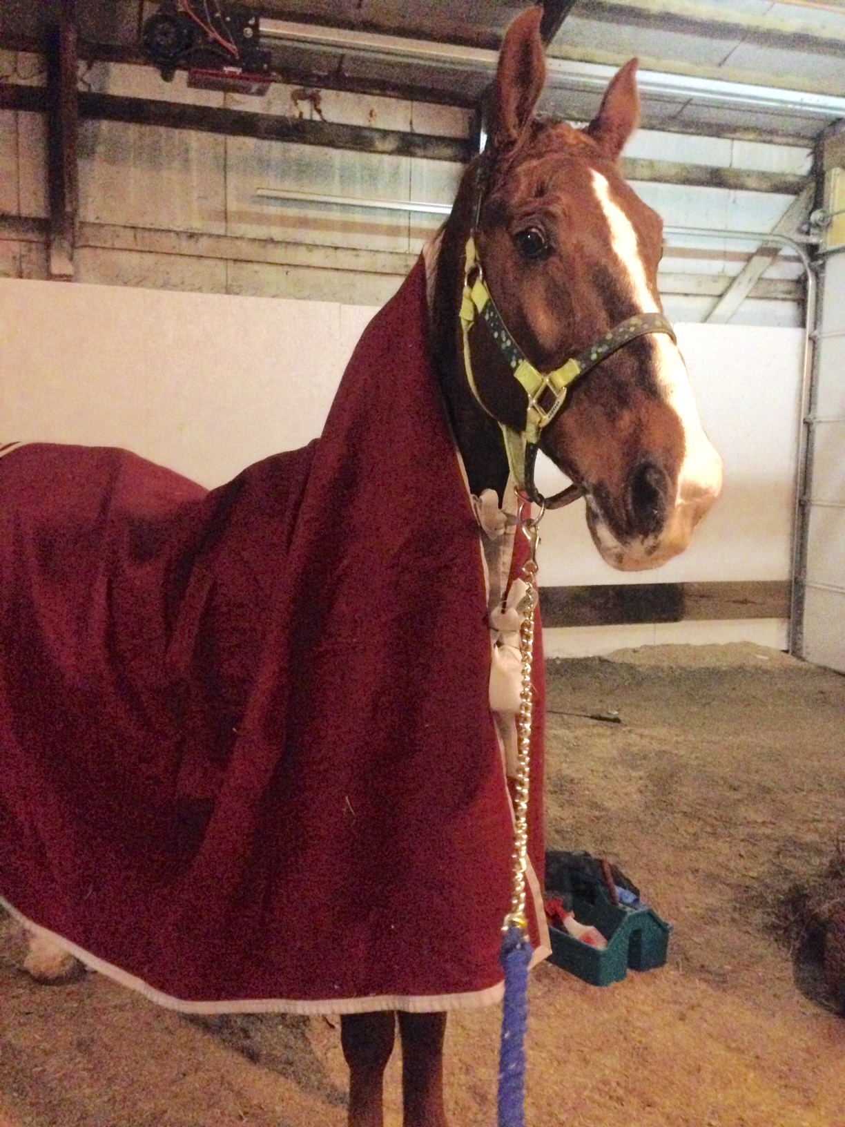 Slider was tired and steaming from our hallway adventure ride. 