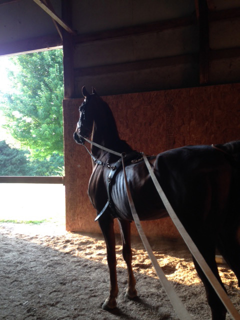 His ribs were very visible on day 1 of long lining, but he still has a gorgeous neck and is willing to work.