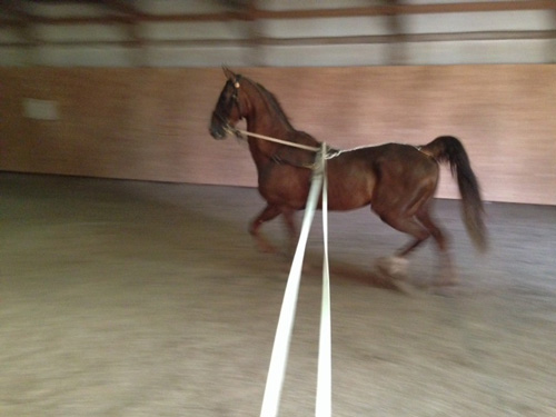 There's a Saddlebred in there somewhere!