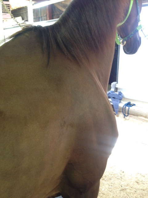 A view of his shoulder, thin neck and protruding withers.