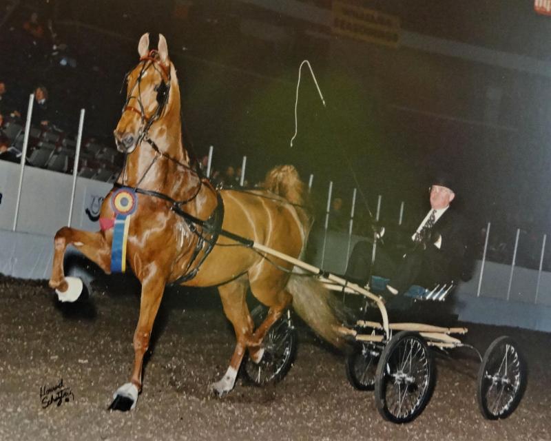 Tom driving one of his favorite horses, Lesley Anne.