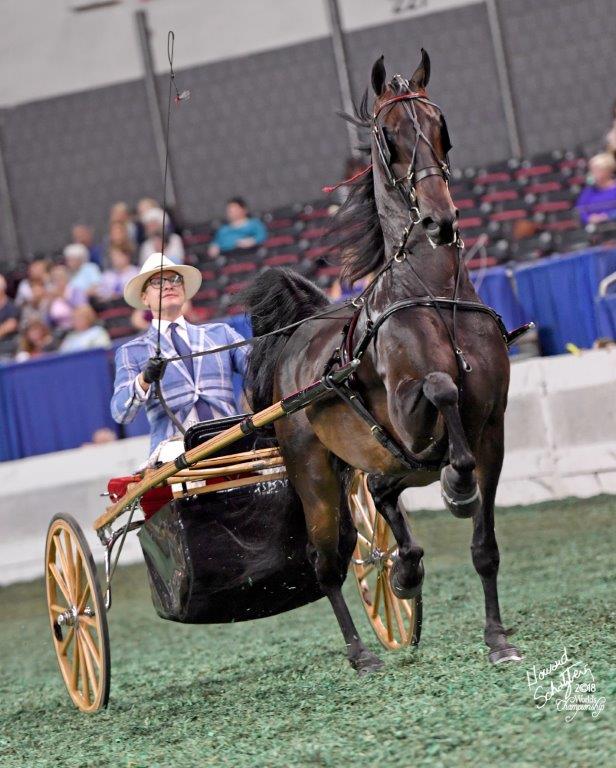 Carson driving Ultimate Charm at this year's World's Championship Horse Show.